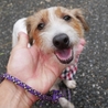 保護犬ナンバーＤ１２７９ジャックラッセルテリア サムネイル2