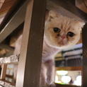 エキゾチックなお顔のスコティッシュさんフローラ