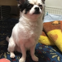 こてつ