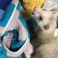 モン