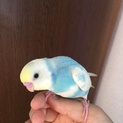 手乗りセキセイインコ