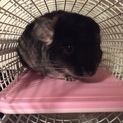 チンチラ(オス)3歳