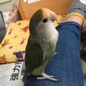 里親募集です。