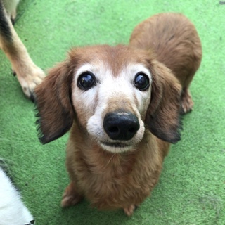 【決定】ダッフィー似♡人が大好きなバニー