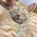 甘えん坊茶トラb