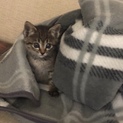子猫拾いました