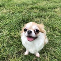 チワワ成犬1歳の女の子　つくねちゃん
