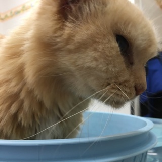 虐待猫を保護しました