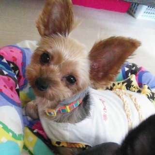 静（しずか）穏やかで優しい静御前