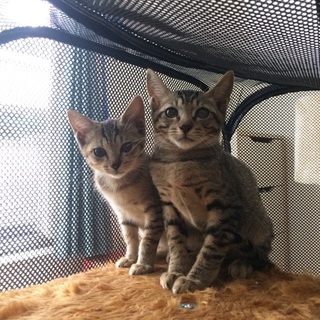 キジトラ兄妹の里親さん募集！