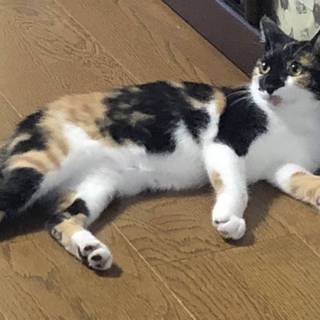 2匹と同じ柄のない三毛猫さん！性格も◎ですよ。