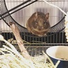 回し車の下から、上にレベルアップ