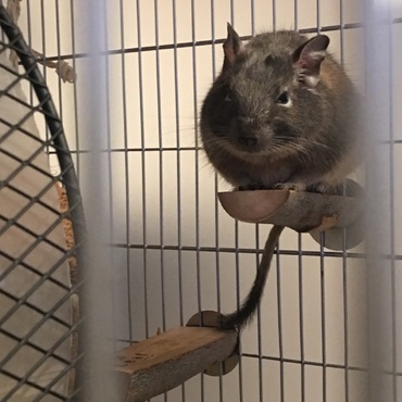 ちょっとずつ慣れて、ペレットを手から食べてくれるように、それから急に小屋を遊びまわるようになりました