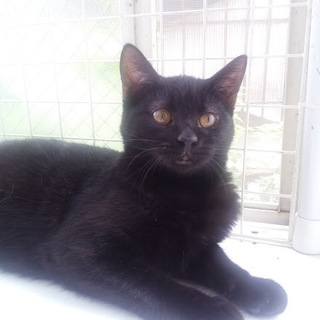 黒猫子猫のナナミは元気いっぱい！