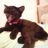 黒猫子猫のナナミは元気いっぱい！ サムネイル5