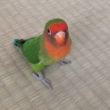 八重桜インコ 里親さま決まりました。