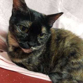 神秘的な柄のさび色の女の子です。