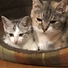 ねこねっと山中湖