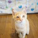 【大正堂】おかげさまで里親様が決まりました！