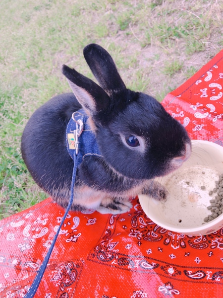 ネザーランドドワーフ 女の子 サムネイル2