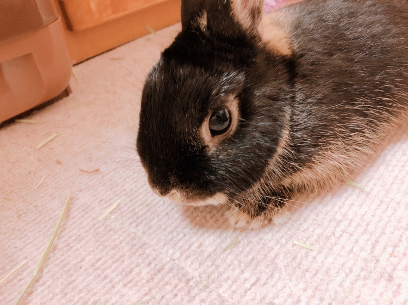 ネザーランドドワーフ 女の子 サムネイル3