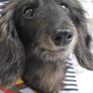 ワイヤーダックス推定12歳前後 仮名☆晴秋（せあ）