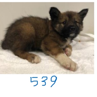 たくさんの子犬が収容されています。