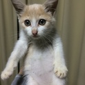 白茶 メス 2ヶ月くらい