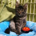 ●長毛系もこもこキジの男の子●子猫
