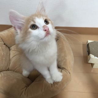 ノルウェージャンの里親さんを募集します。