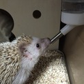 4才シナモンメス