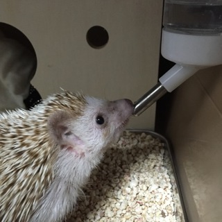 4才シナモンメス