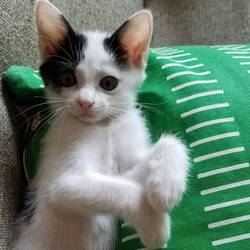 (´ฅ•ω•ฅ｀)oliver♡