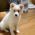 里親募集します！3ヶ月の男の子です！