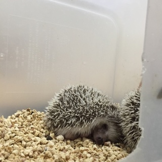 3才半ノーマルオス