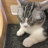 しょこらて