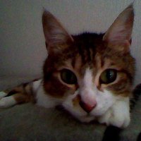 （永眠）ぼたん