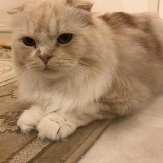 スコティッシュ 女の子