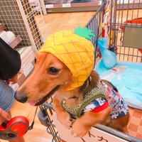 わさび