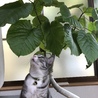 何にゃこの葉っぱ