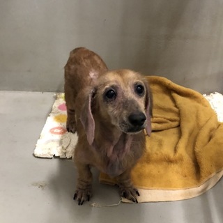 譲渡されました★有難うございました！