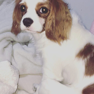 キャバリア♀２歳 