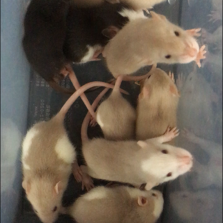 【離乳済】ラットベビー達