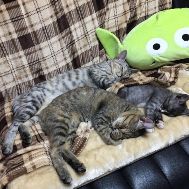 ✳︎コジコジ✳︎のカバー写真