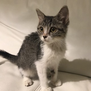 かわいいギジシロマンチちゃん募集！