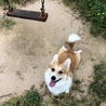 オリーブ