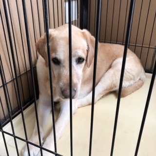 里親さんが決まりました！