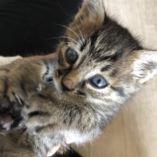 元気で人懐こい子猫ちゃんです