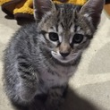 ちっちゃくて懐っこい猫ちゃんです！