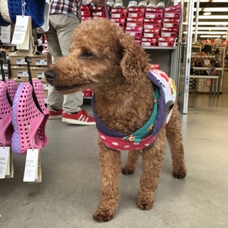 ミニチュアプードル「もなか」くん